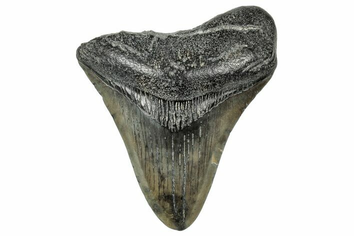 Fossil Megalodon Tooth - South Carolina #327570